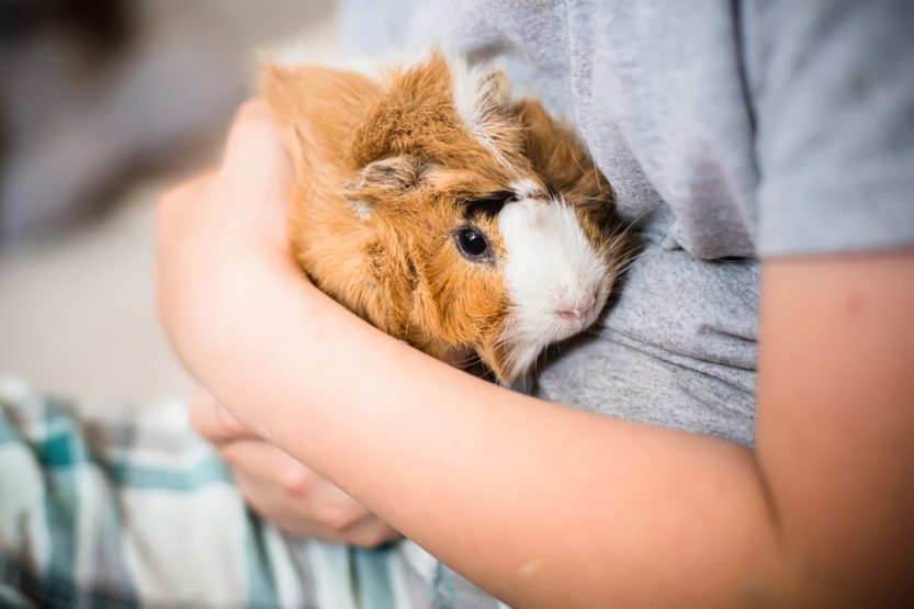 Warum frisst mein Meerschweinchen nicht? - Mögliche Ursachen