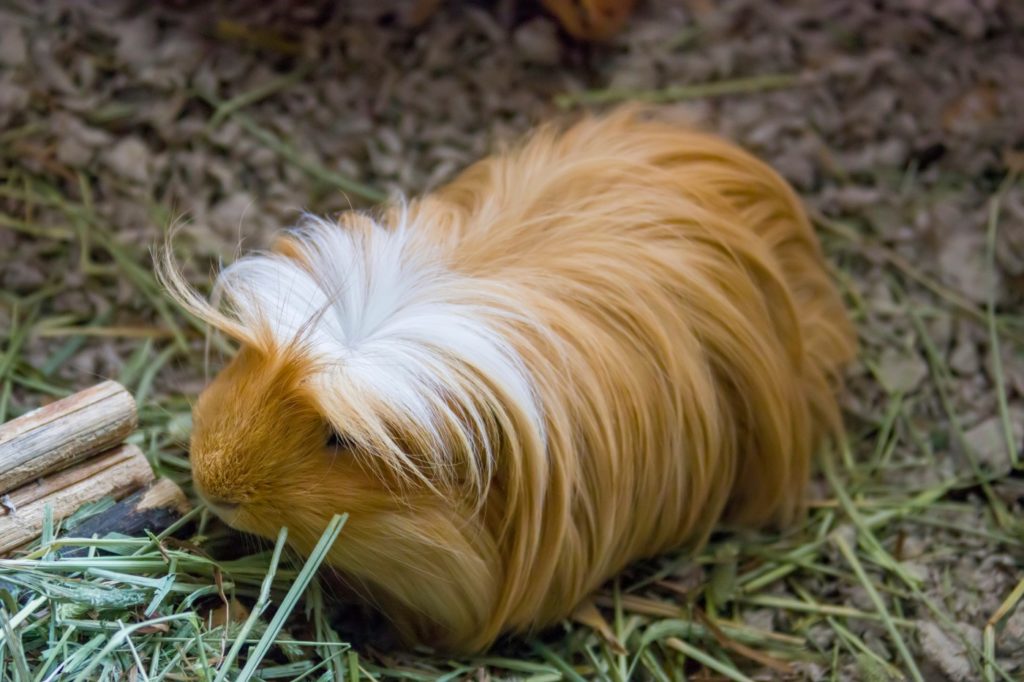 Sheltie und Coronet Meerschweinchen
