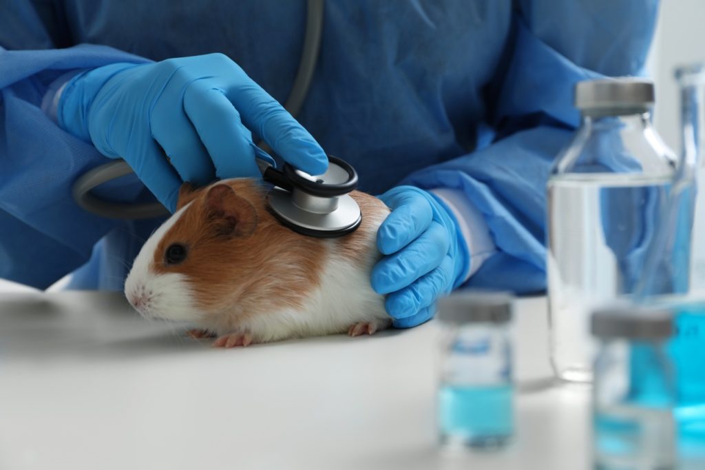 Tierarzt und Meerschweinchen mit Parasiten