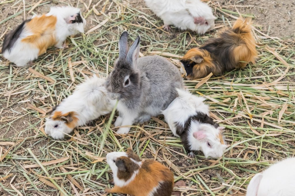 Viel Platz beim zusammen halten von Kaninchen und Meerschweinchen