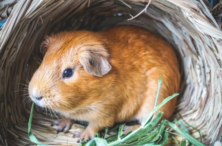 Wie Groß Ist Ein Meerschweinchen www.meerschweinchen-haltung.de