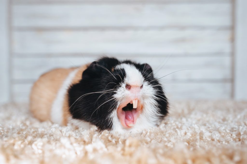 Meerschweinchen mit Zahnproblemen