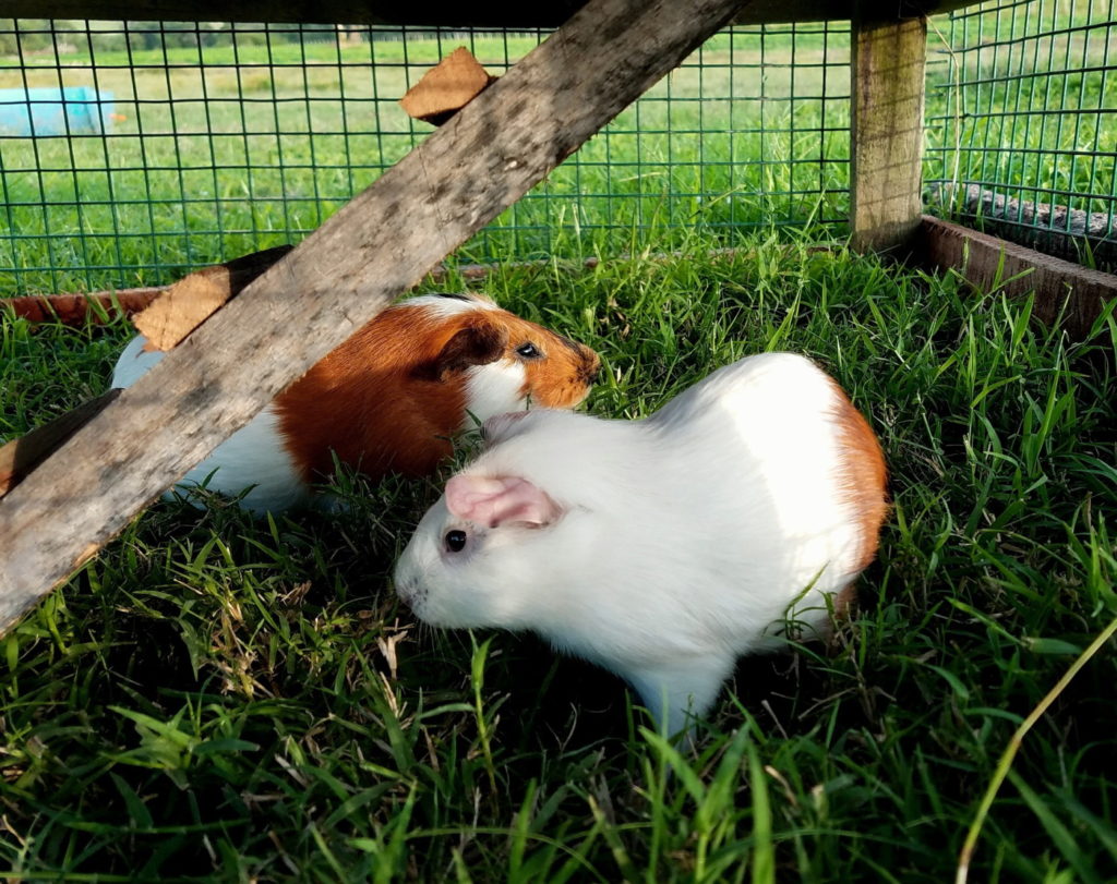 Das Foto zeigt einen großen Freilauf für Meerschweinchen