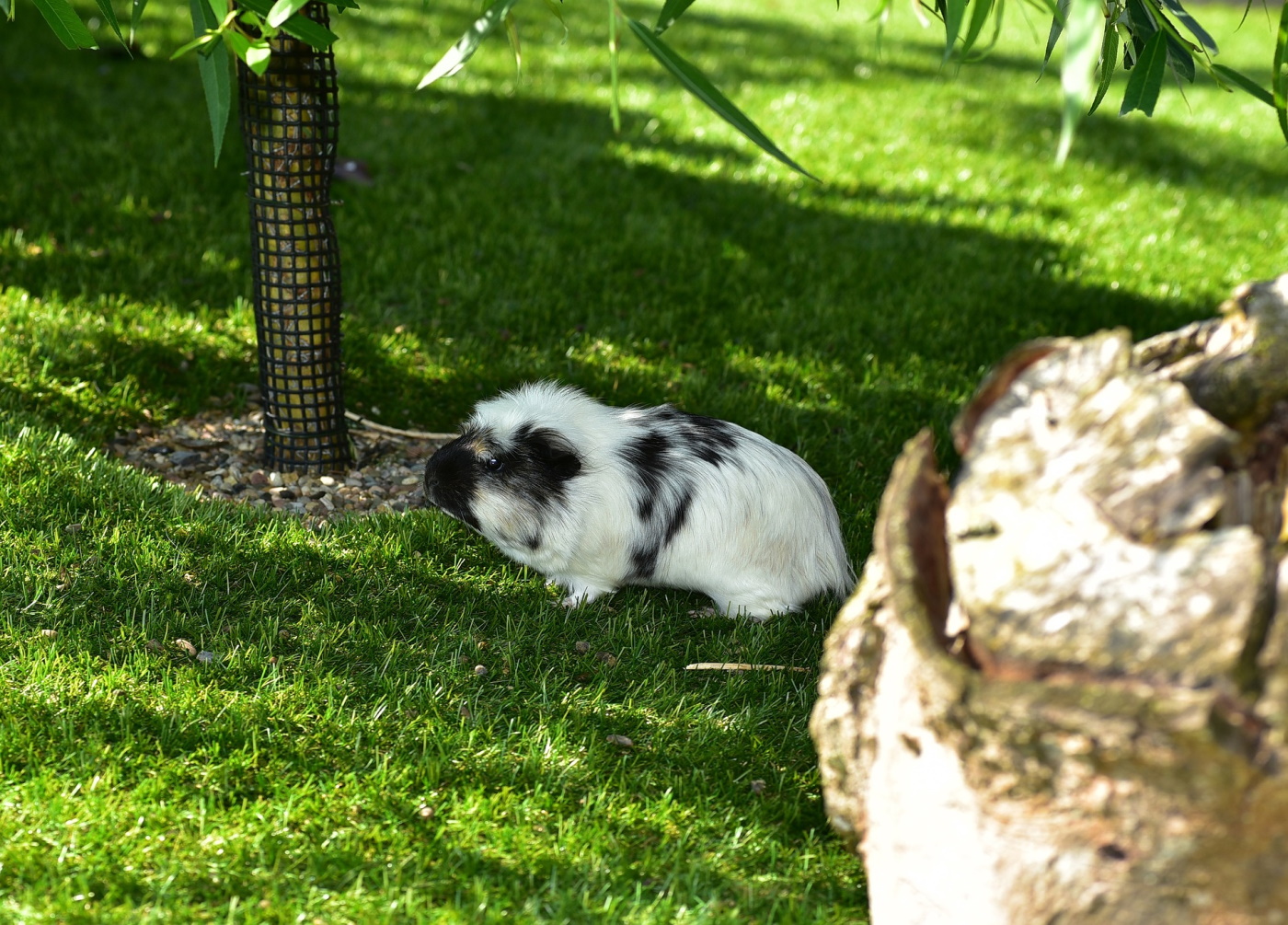 Meerschweinchenstall außen Stallarten, Sicherheit, Größe & mehr