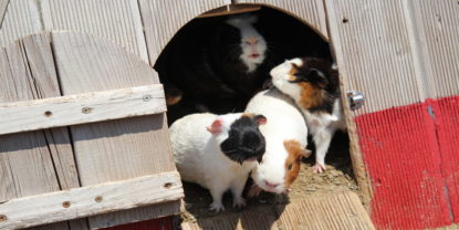 Das Foto zeigt einen Meerschweinchenstall außen