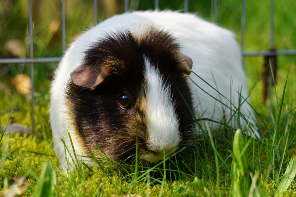 Das Foto zeigt ein Meerschweinchen im Außengehege