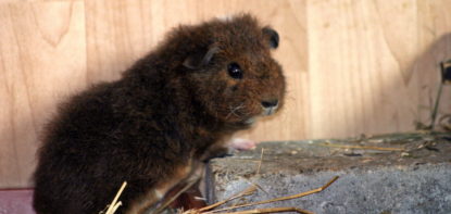 Das Foto zeigt einen Eigenbau für Meerschweinchen