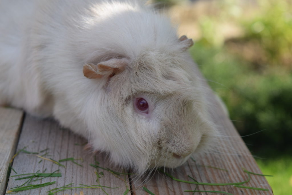 Das Foto zeigt eine Klettermöglichkeit für Meerschweinchen