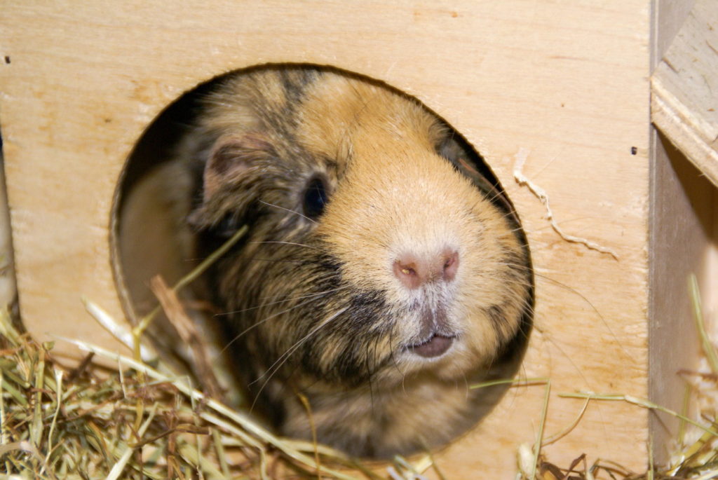 Das Foto zeigt ein Meerschweinchen im Spielhaus