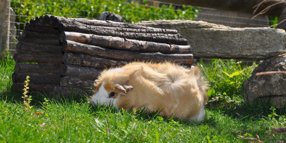 Das Foto zeigt ein Meerschweinchen im Außengehege mit Versteckmöglichkeit