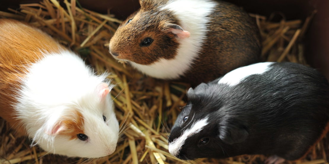 Das Foto zeigte eine Gruppe aus drei Meerschweinchen