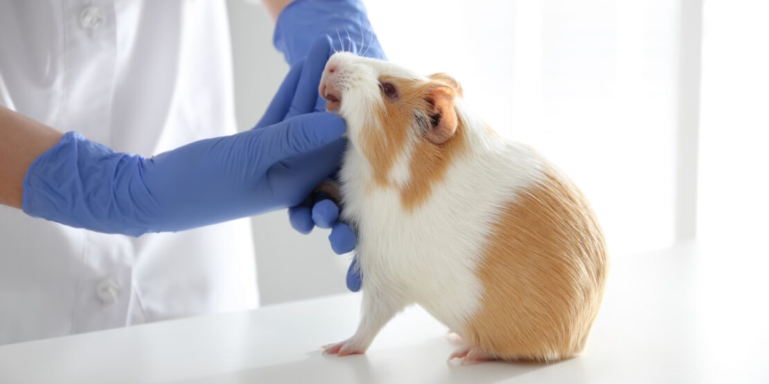 Das Foto zeigt einen Tierarzt der in den Mund eines Meerschweinchens schaut