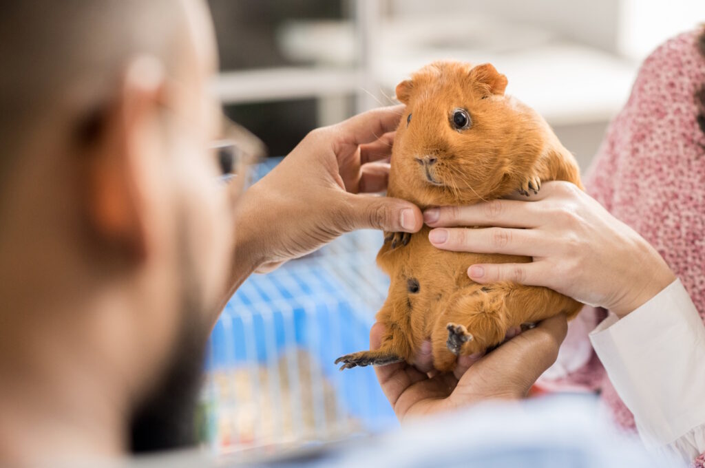 Das Foto zeigt ein Meerschweinchen beim Tierarzt. Der Tierarzt schaut den Bauch an.