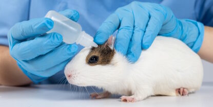 Das Foto zeigt ein Meerschweinchen beim Tierarzt. Der Tierarzt hält Augentropfen in der Hand