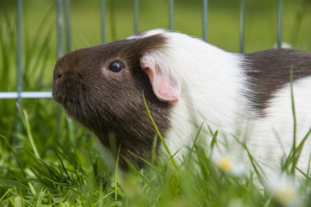 Das Foto zeigt ein Meerschweinchen im Außengehege