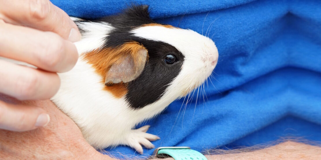 Das Foto zegt ein Meerschweinchen auf dem Arm eines Tierarztes