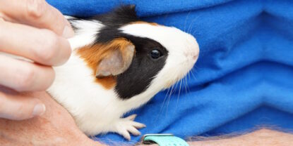 Das Foto zegt ein Meerschweinchen auf dem Arm eines Tierarztes