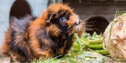 Das Foto zeigt ein Meerschweinchen, das Salat frisst
