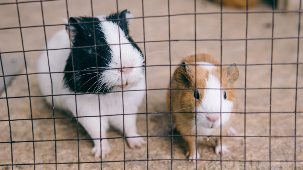 Das Foto zeigt zwei Meerschweinchen im Gehege. Man erkennt die Maschengröße des Drahtes