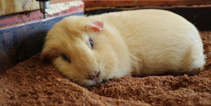 Das Foto zeigt ein Meerschweinchen, das teilnahmslos da liegt