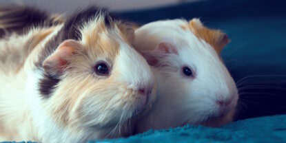 Das Foto zeigt zwei Meerschweinchen, die nebeneinander sitzen