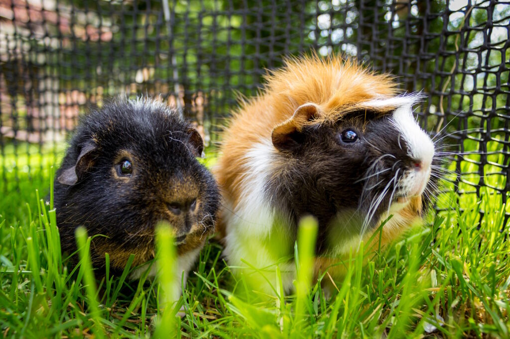 Das Foto zeigt zwei Meerschweinchen im sicheren Auslauf