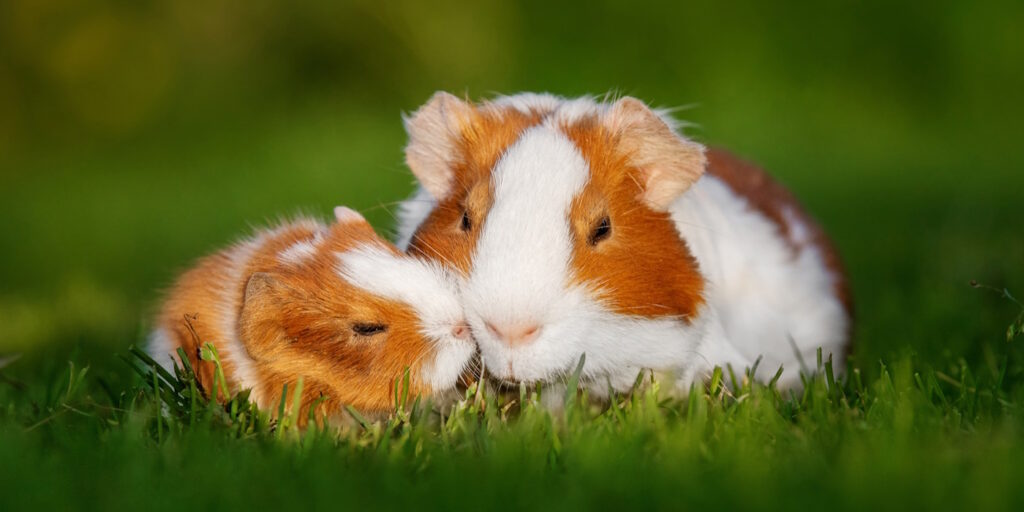 Kurzhaar Meerschweinchen Vorstellungen Alter Ausstattung Kurzhaar Meerschweinchen Vorstellungen Alter Ausstattung