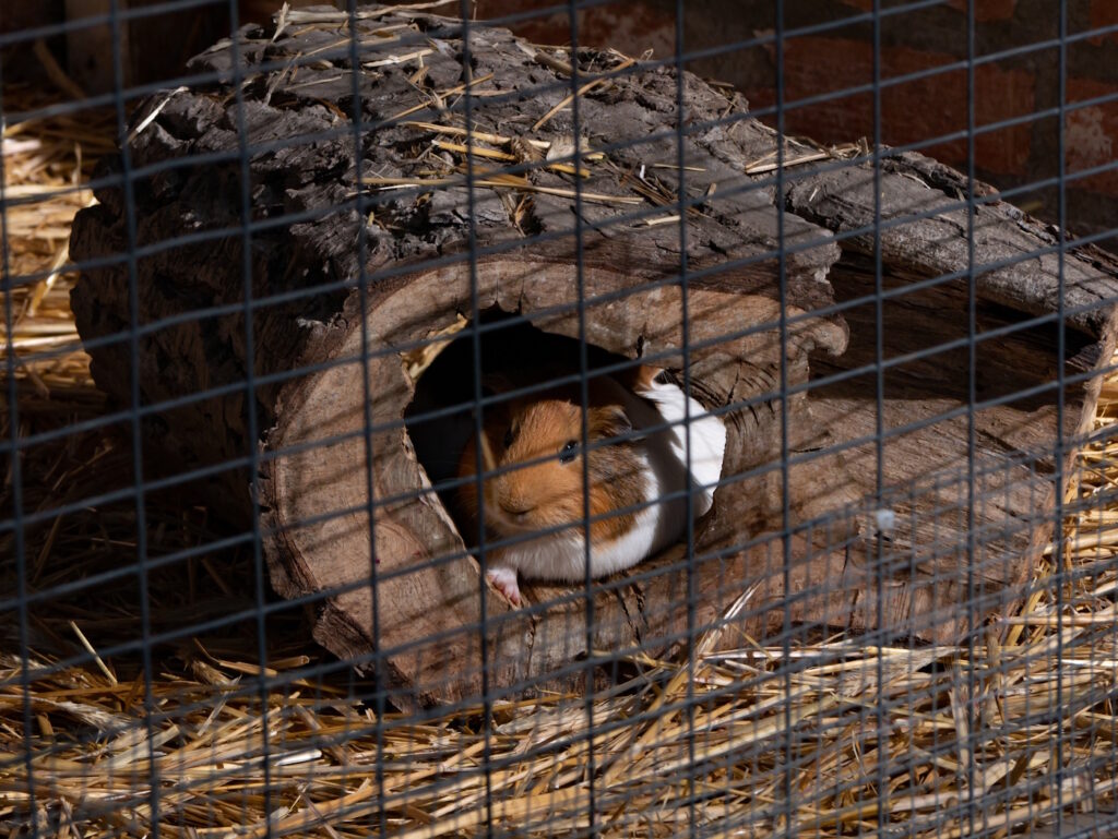 Das Foto zeigt ein Meerschweinchen das in einer Höhle in seinem Stall sitzt