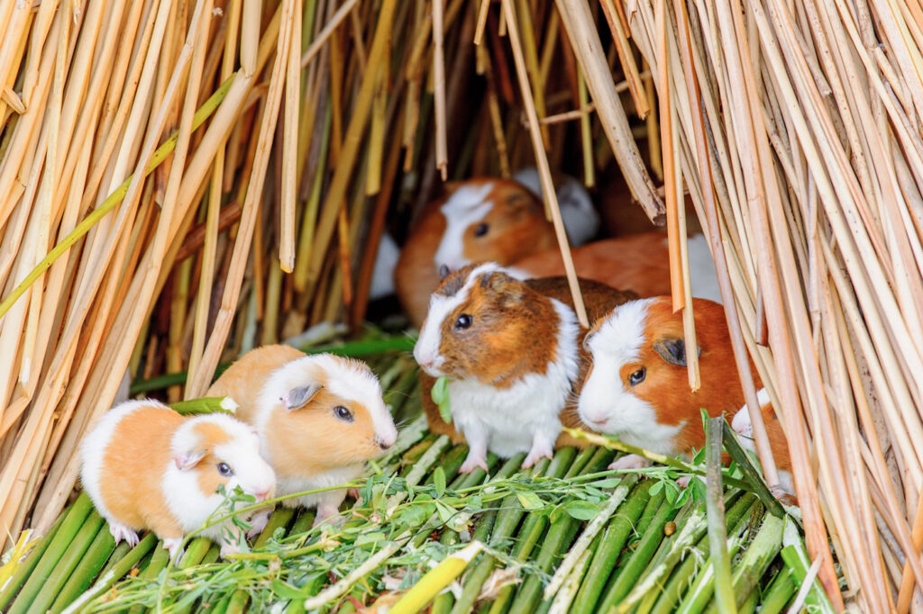 Das Foto zeigt Meerschweinchen unter einem Dach aus Stroh