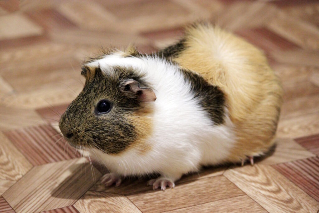 Das Foto zeigt ein Meerschweinchen, das frei laufen darf