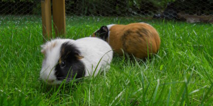 Das Foto zeigt zwei Meerschweinchen in einem Außengehege