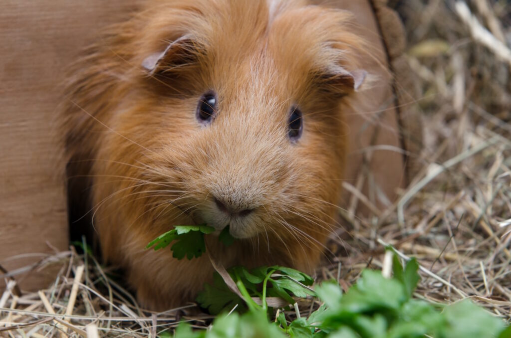 Das Foto zeigt ein Meerschweinchen das Grünzeug frisst