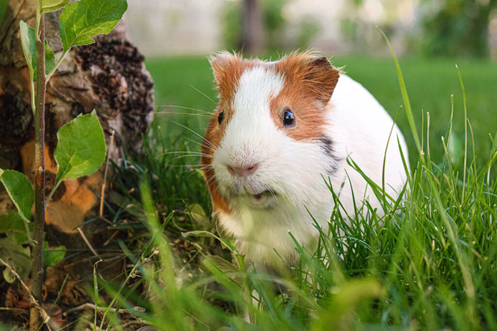 Das Foto zeigt ein Meerschweinchen im Garten neben einem Strauch