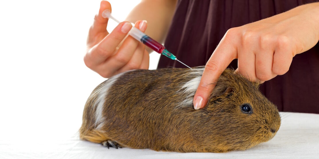 Das Foto zeigt, wie ein Meerschweinchen geimpft wird