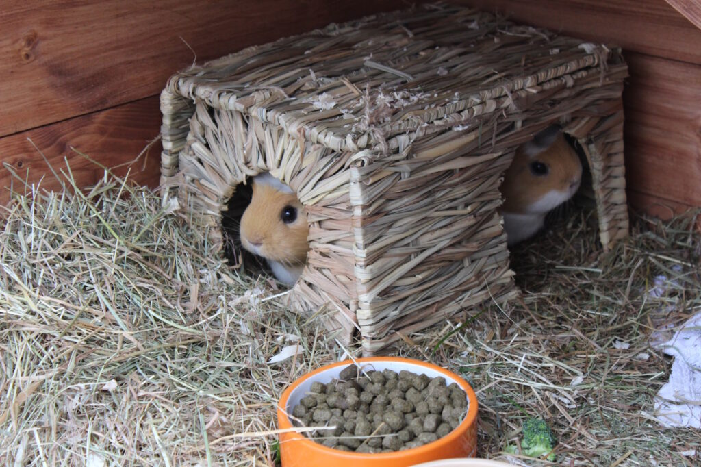 Das Foto zeigt zwei Meerschweinchen in einem Unterschlupf