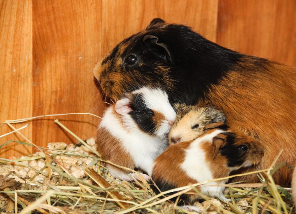 Das Foto zeigt vier Meerschweinchen, die miteinander kuscheln