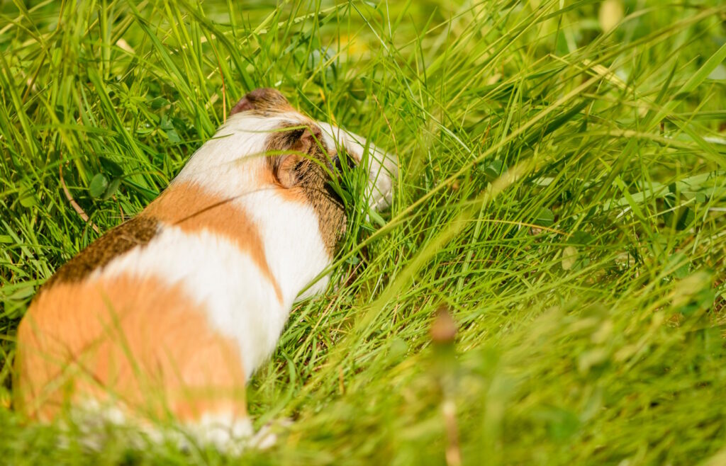 Das Foto zeigt ein Meerschweinchen, das im Gras liegt