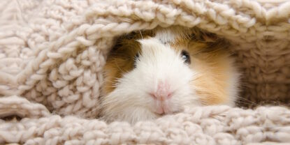 Das Foto zeigt ein Meerschweinchen das in einer Decke eingekuschelt ist