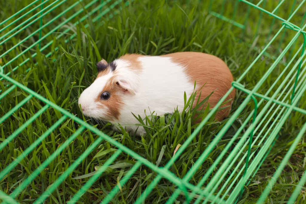 Das Foto zeigt ein Meerschweinchen in einem mobilen Außengehege