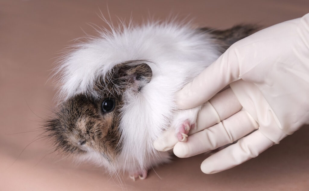 Das Foto zeigt ein Meerschweinchen, dessen Bein von einem Tierarzt gehalten wird.