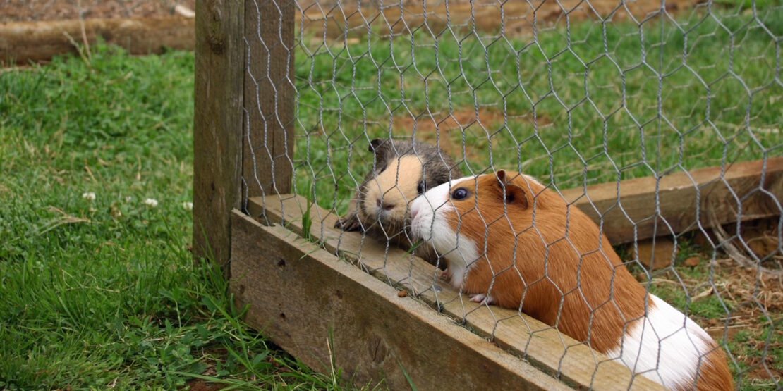 Das Foto zeigt zwei Meerschweinchen in ihrem Auslauf