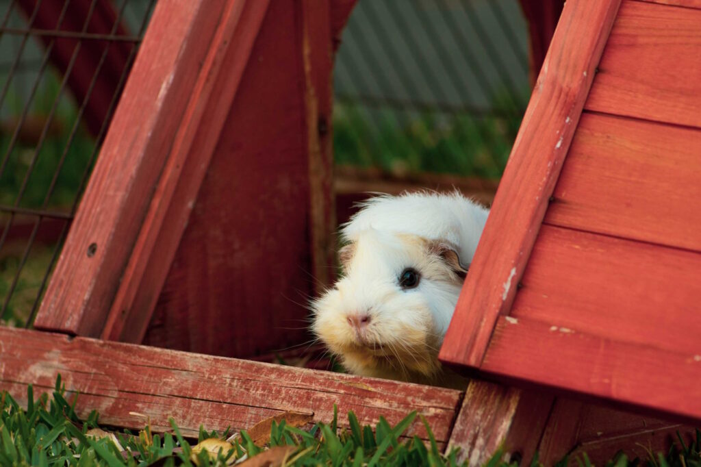 Das Foto zeigt ein Meerschweinchen in einem Holzhaus