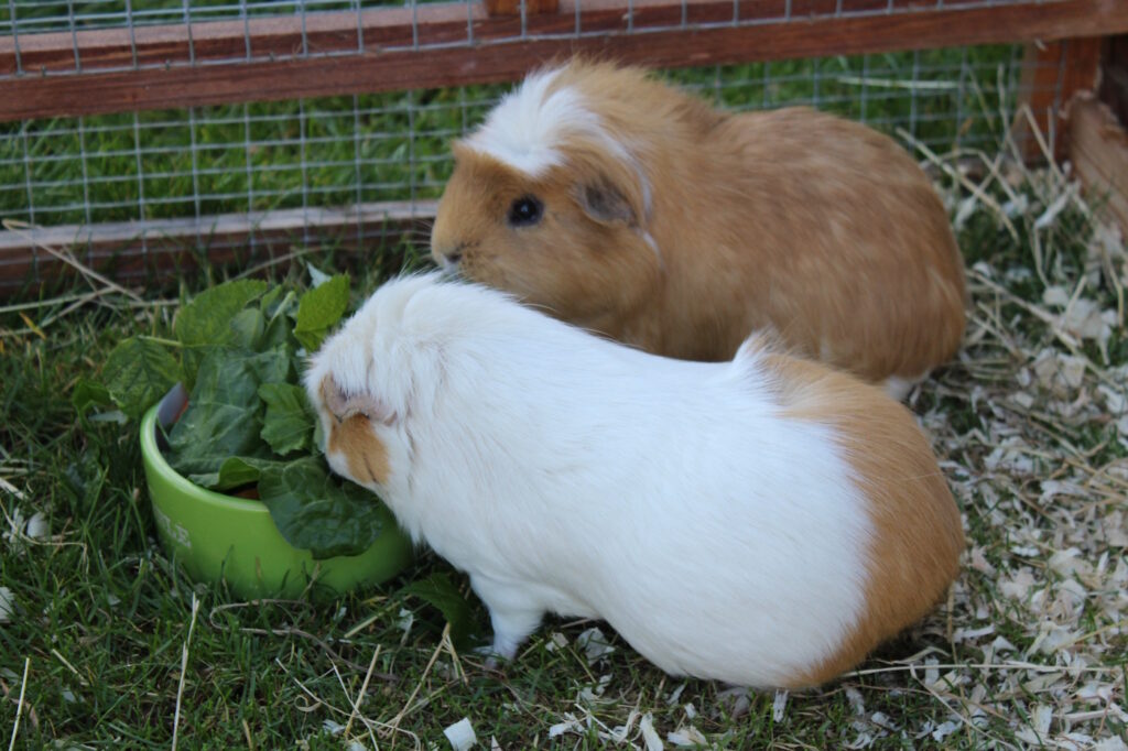 Das Foto zeigt zwei Meerschweinchen im Gehege, die Salat fressen