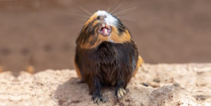 Das Foto zeigt ein Meerschweinchen, das seine Zähne zeigt