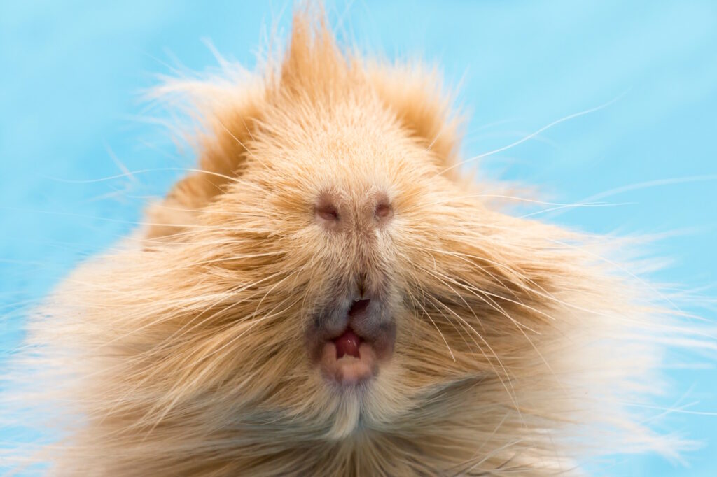 Das Foto zeigt ein Meerschweinchen das seine Zähne zeigt