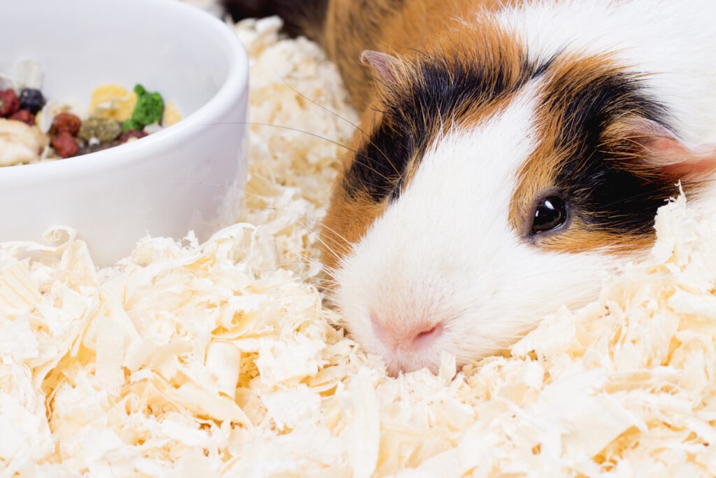 Das Foto zeigt ein Meerschweinchen das neben seinem Futternapf liegt
