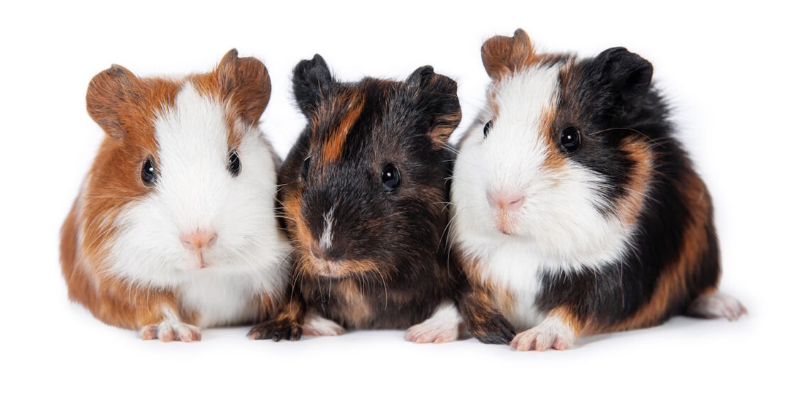 Das Foto zeigt drei kleine Meerschweinchen nebeneinander