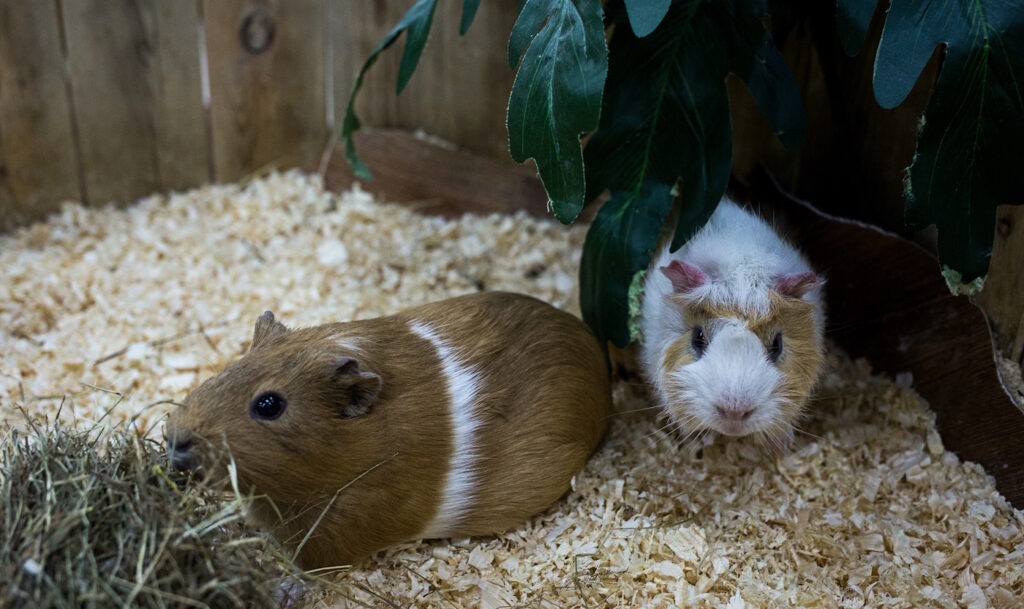 Das Foto zeigt zwei Meerschweinchen in einem großen Stall