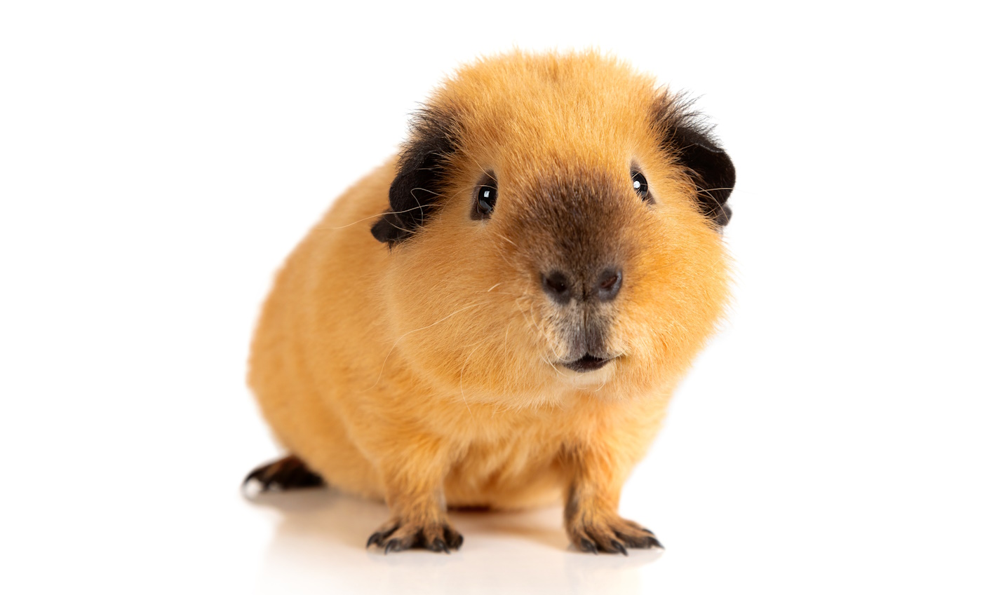 Meerschweinchen Ohren, Augen, Tasthaare & Co.