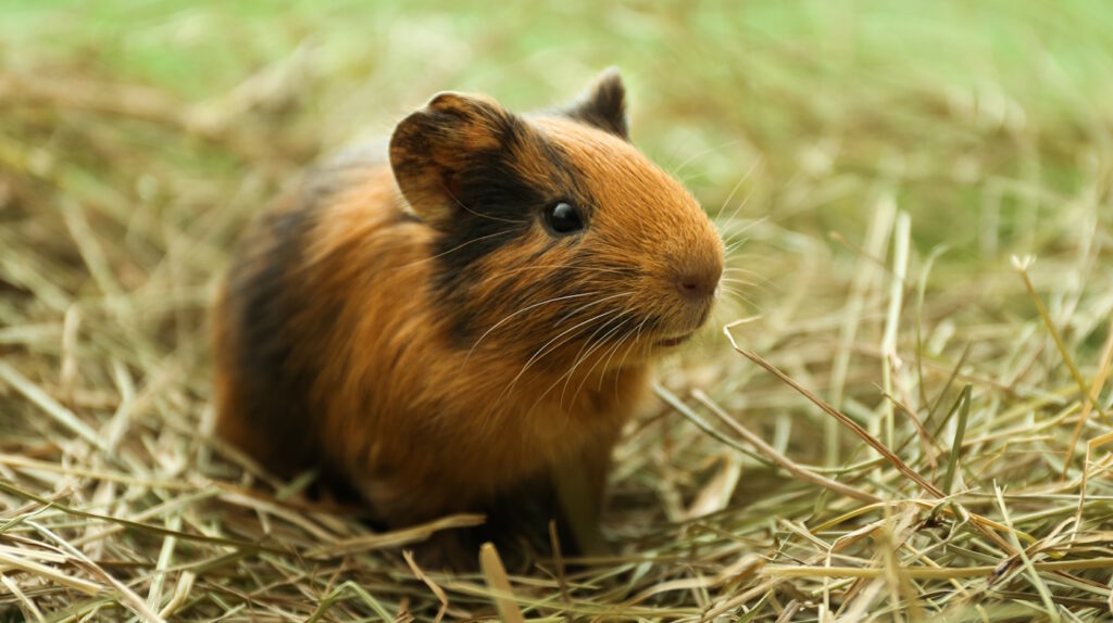 Das Foto zeigt ein Meerschweinchen, das im Heu sitzt